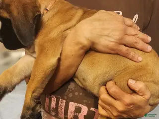 English Mastiff dogs English Mastiff Puppy 2 - Ad 35