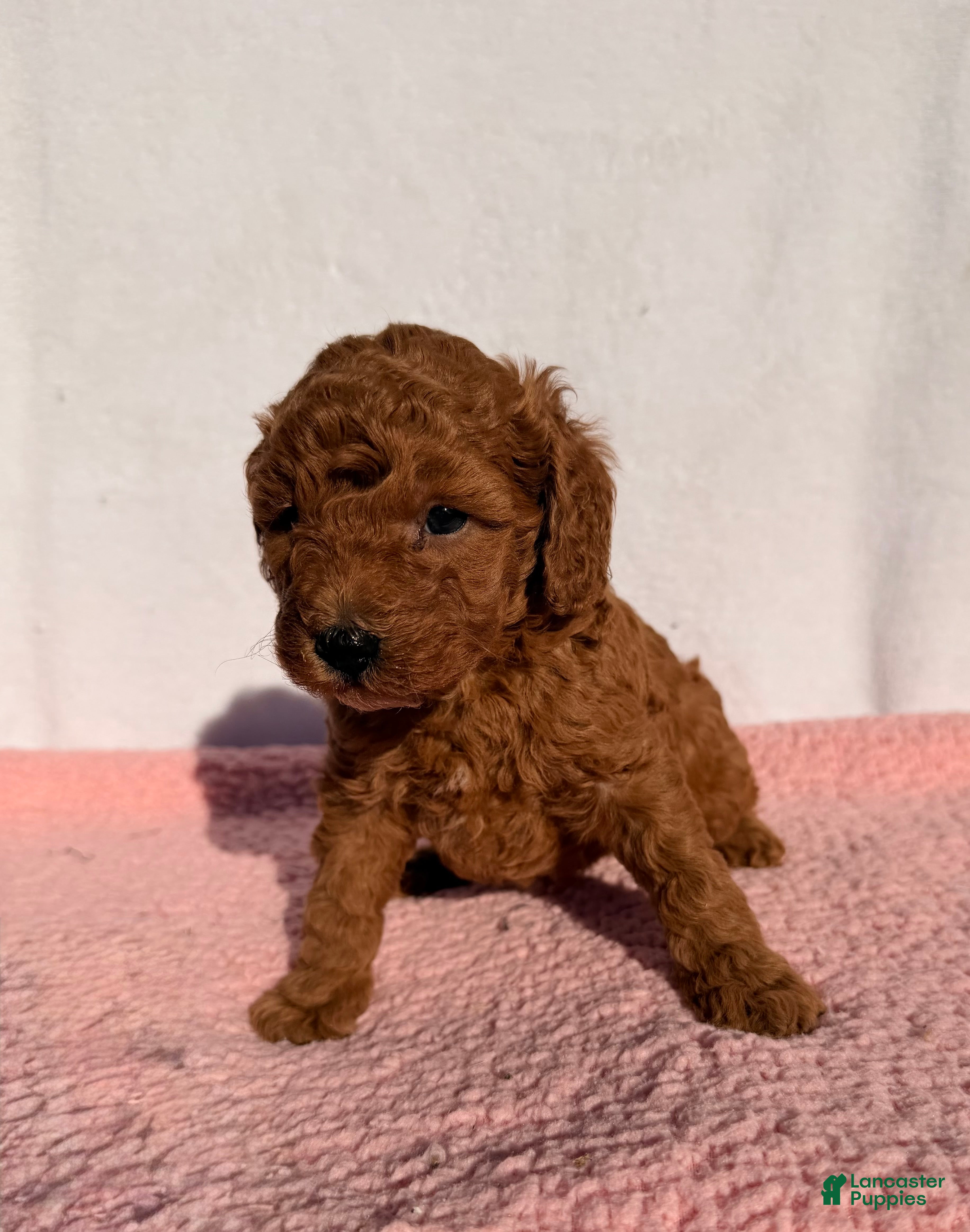 Cavapoo dogs Daisy - Ad 1