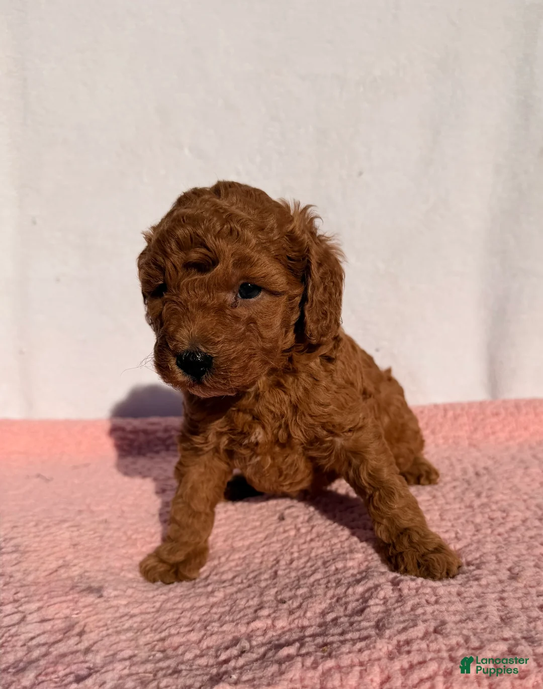 Cavapoo dogs for sale: Daisy - Ad 1
