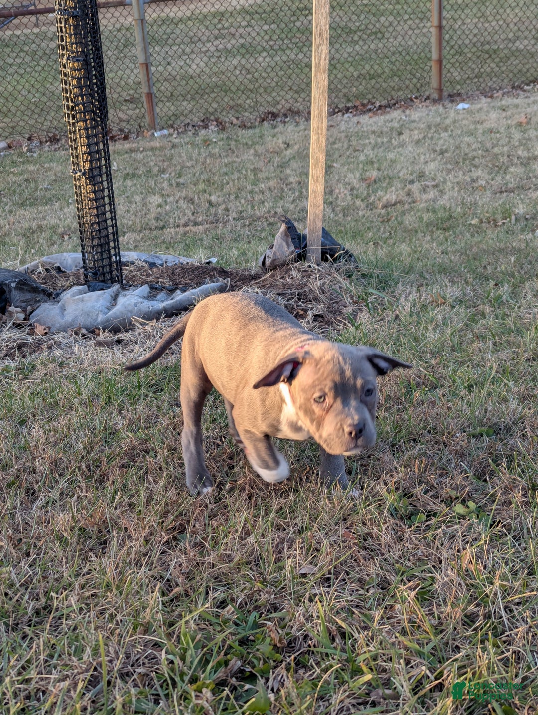 American Bully dogs for sale: G3 - Ad 9