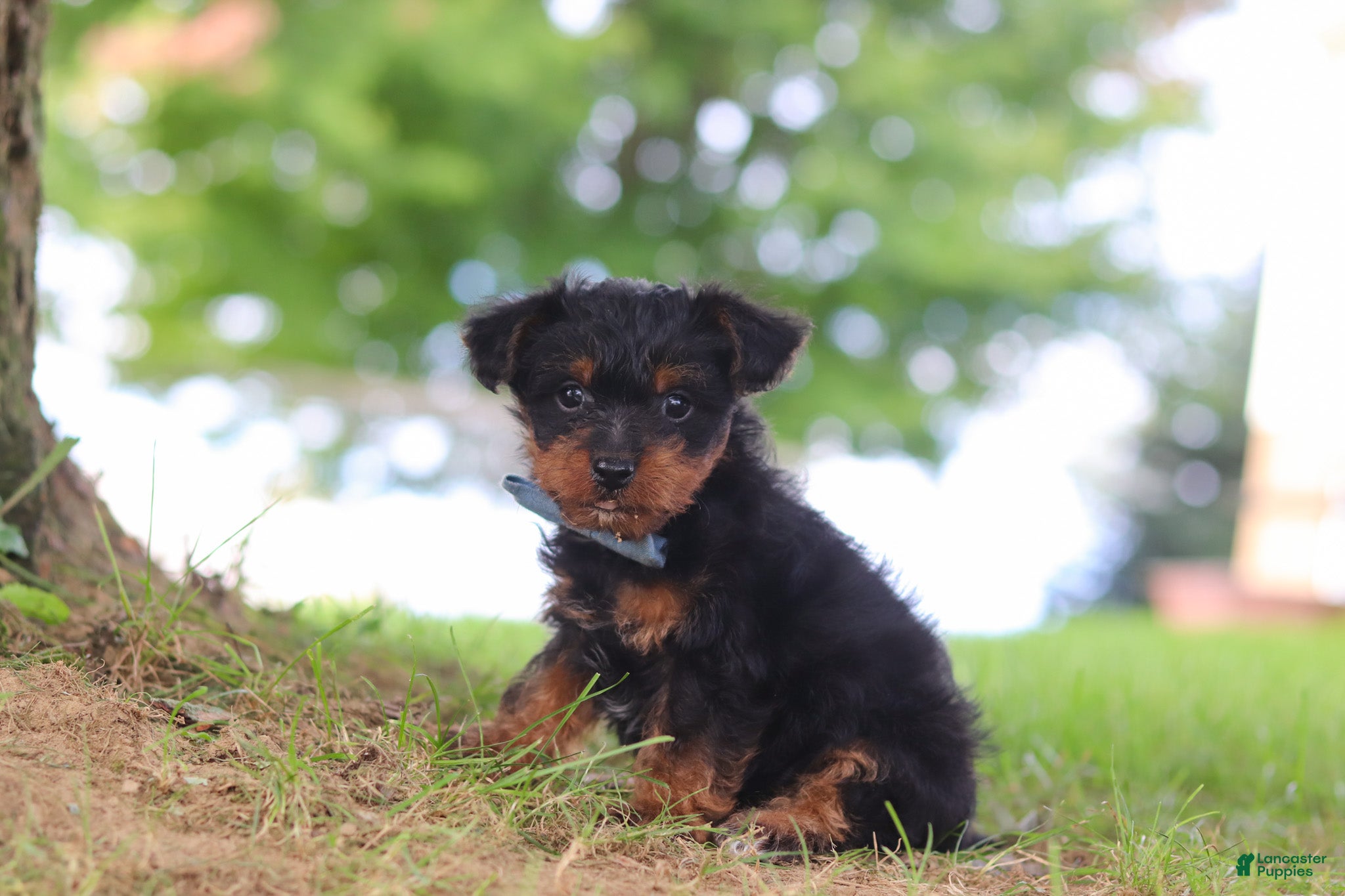Yorkiepoo dogs Fudge - Ad 2