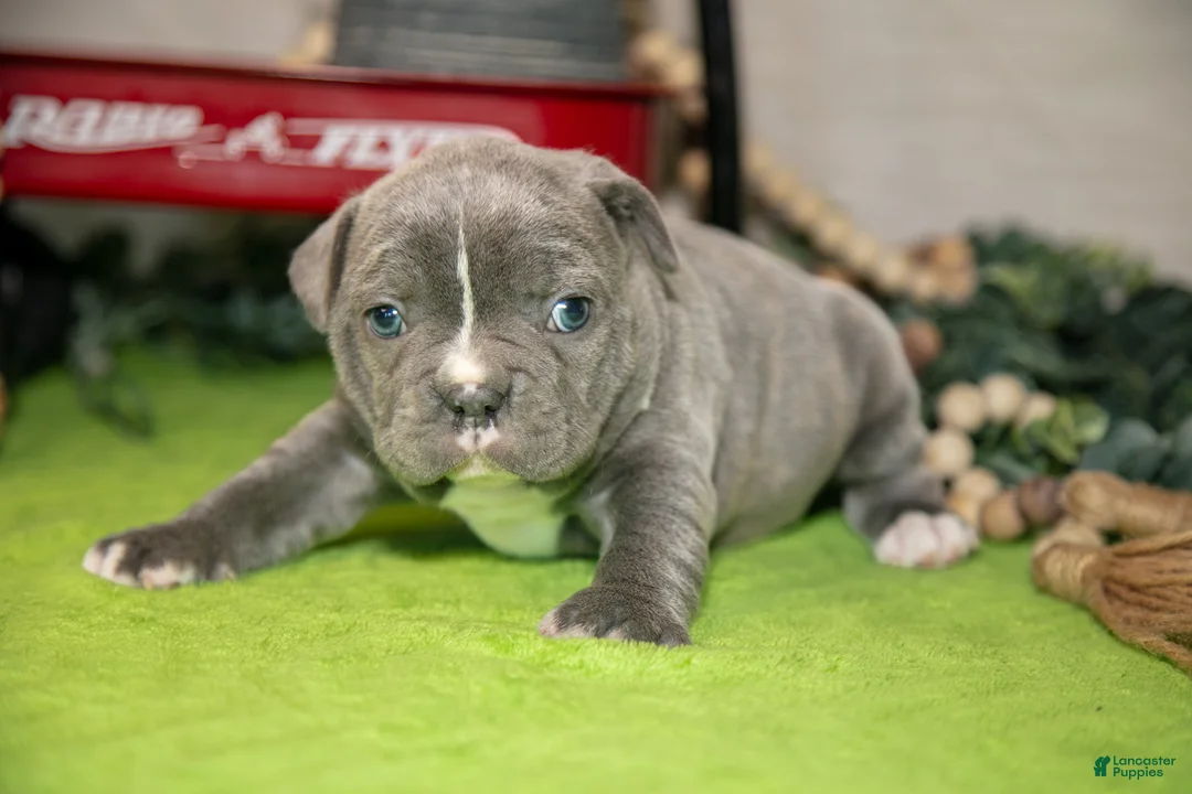 Frenchton dogs for sale: Vicky - Ad 2