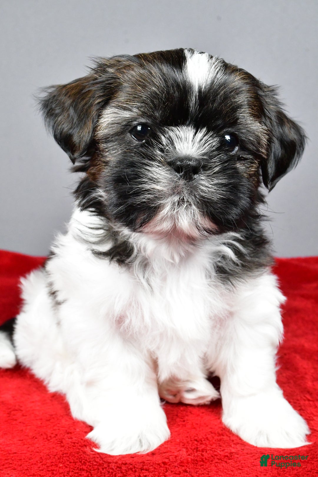 Shih Tzu dogs for sale: Roscoe - Ad 2