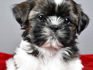Shih Tzu dogs Roscoe - Ad 27