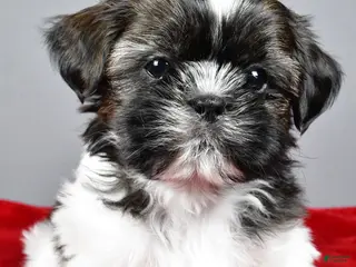 Shih Tzu dogs Roscoe - Ad 28