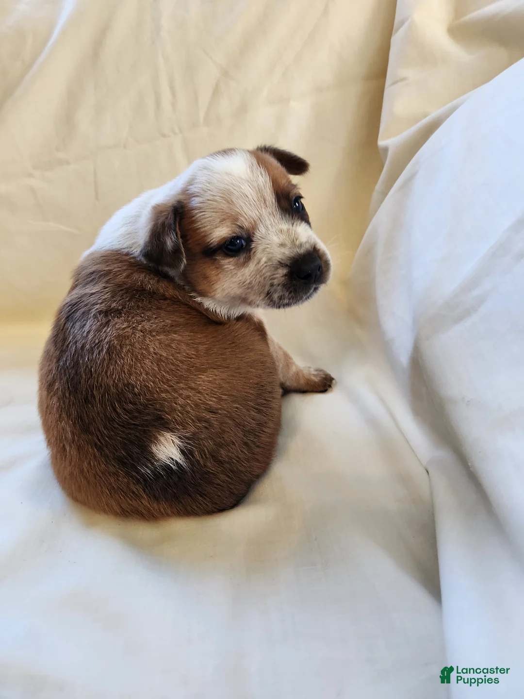 Australian Cattle Dog dogs for sale: Australian Cattle Dog Puppy 4 - Ad 2