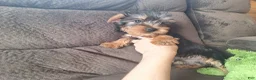 Yorkshire Terrier dogs for sale: Chip - Ad 4