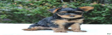 Remmy 