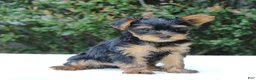 Yorkshire Terrier dogs for sale: Remmy  - Ad 4