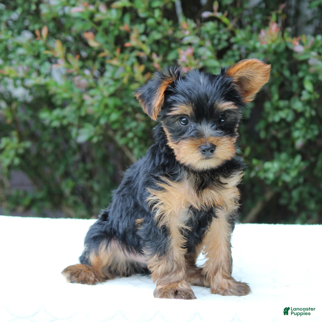Yorkshire Terrier dogs for sale: Remmy  - Ad 1
