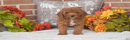 Toy Poodle dogs for sale: Taylor - Ad 4