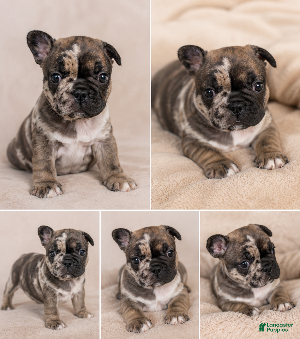 French Bulldog dogs for sale: French Bulldog Puppy 5 - Ad 2