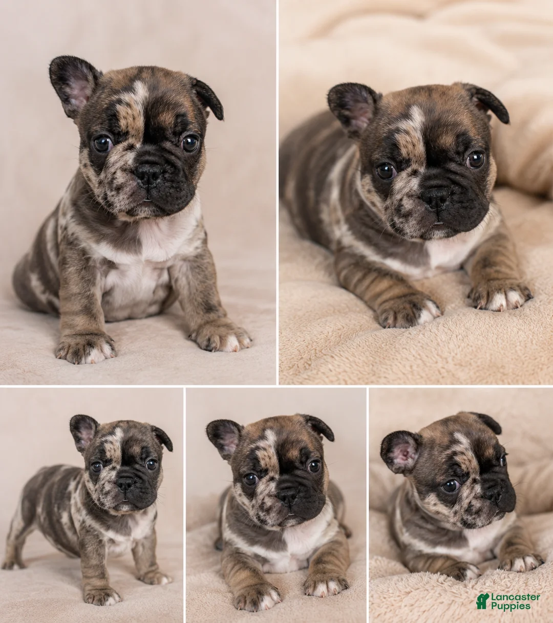 French Bulldog dogs for sale: French Bulldog Puppy 5 - Ad 1
