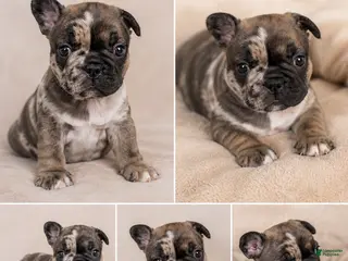 French Bulldog dogs for sale: French Bulldog Puppy 5 - Ad 2