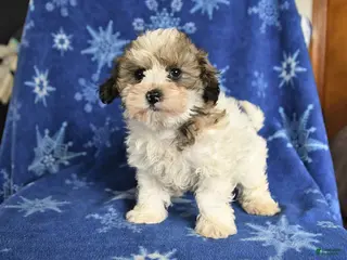 Maltipoo dogs for sale: Maggie - Ad 2