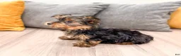 Yorkshire Terrier dogs for sale: Heidi - Ad 4