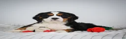 Miniature Bernese Mountain Dog dogs for sale: Max - Ad 6