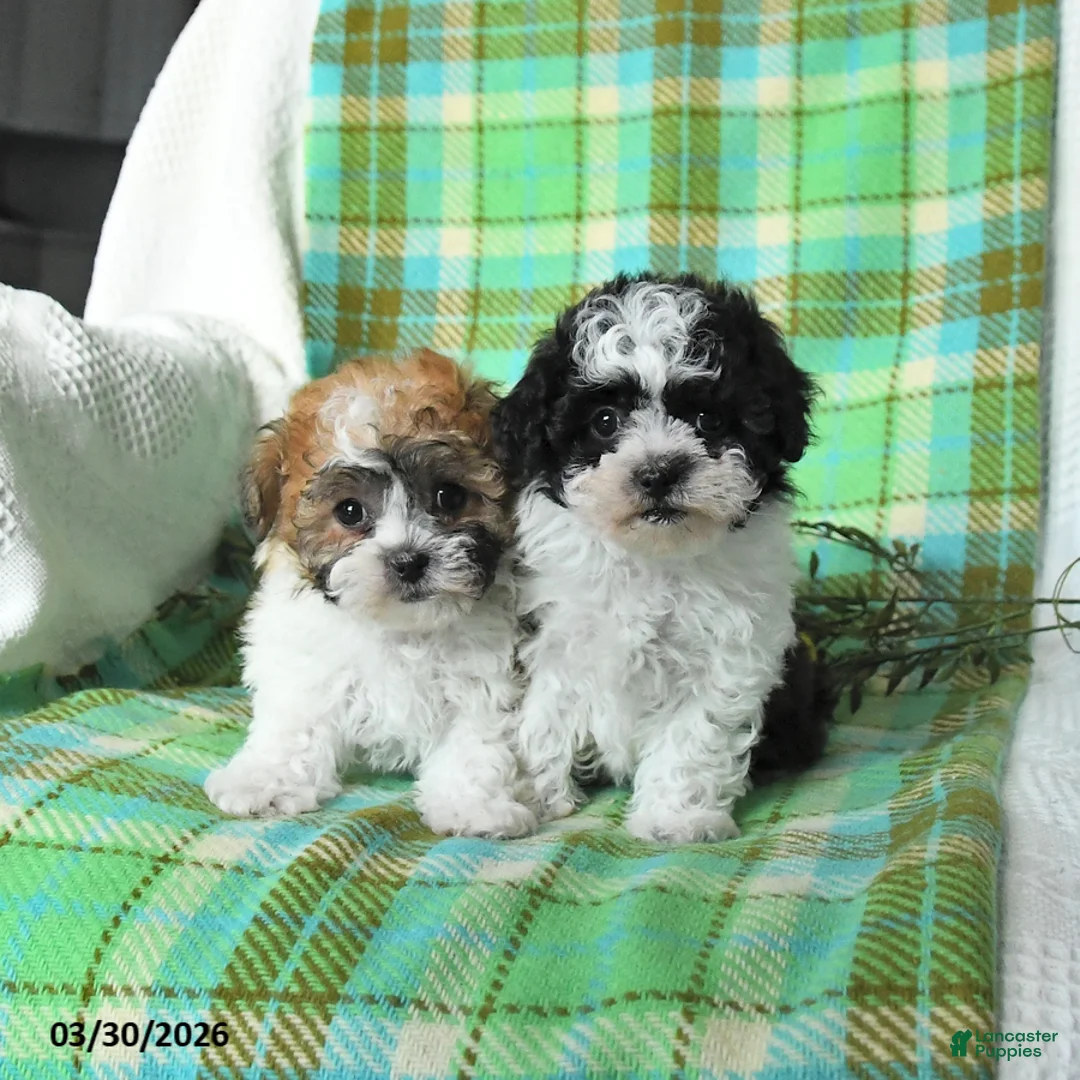 Teddy Bear dogs for sale: Mazie - Ad 5