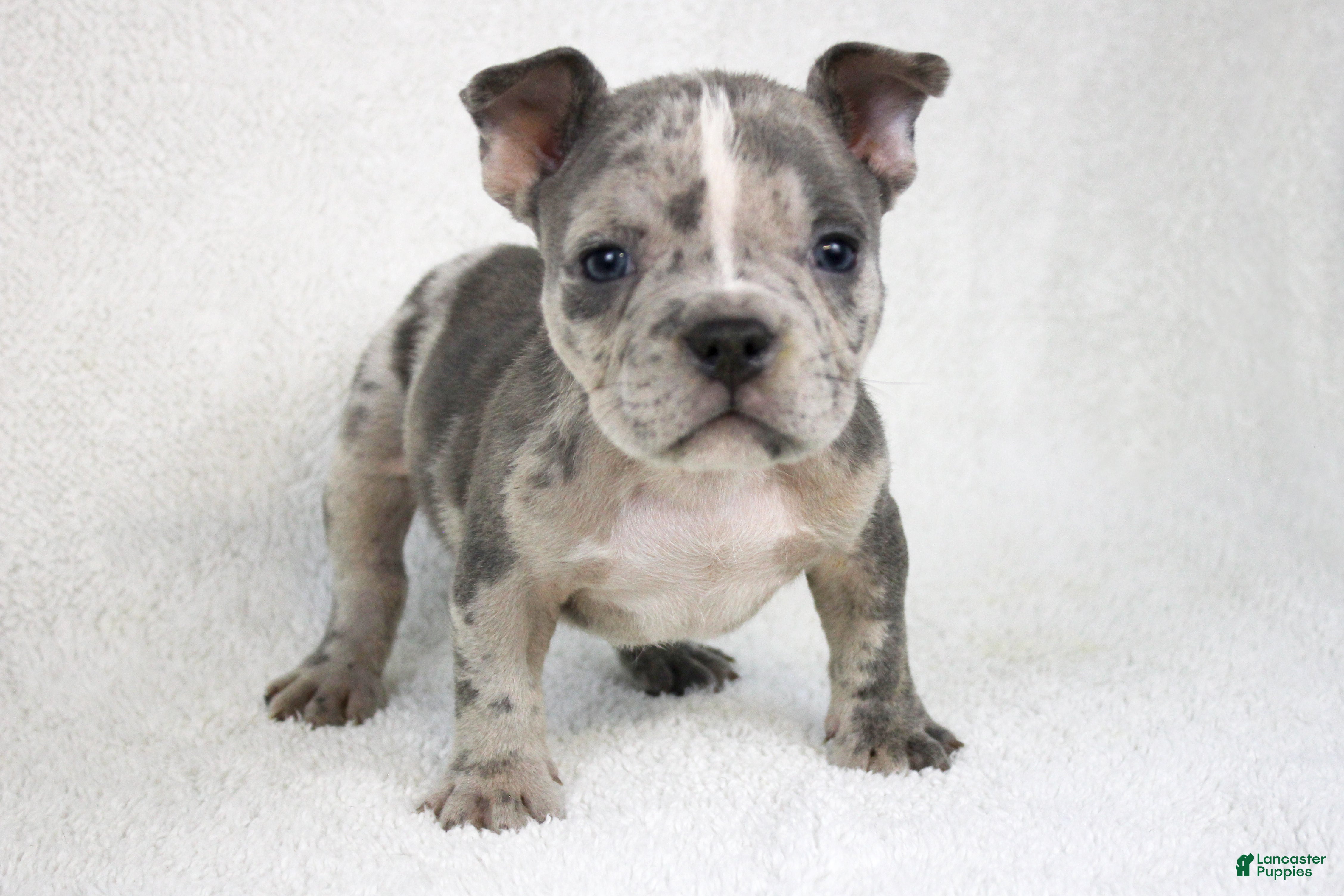 American Bully dogs Blue Brindle Merle Male - Ad 1