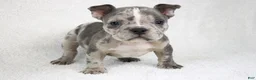 American Bully dogs for sale: Blue Brindle Merle Male - Ad 1