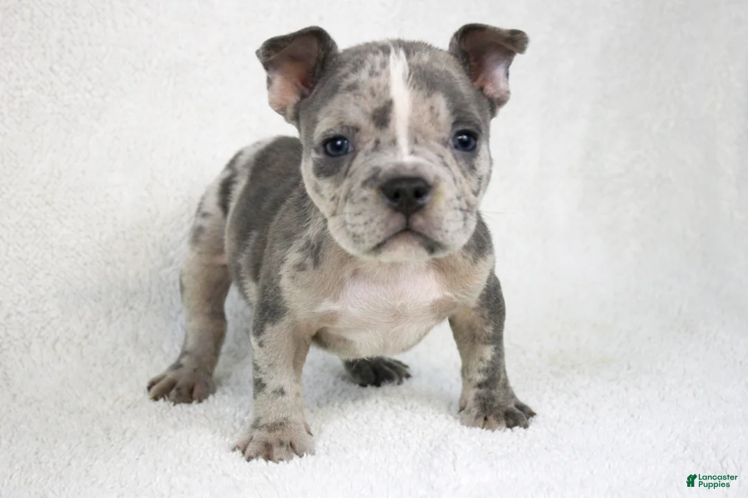 American Bully dogs for sale: Blue Brindle Merle Male - Ad 1