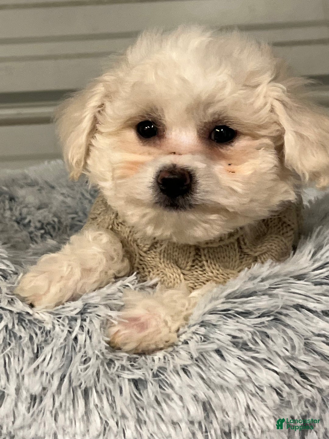 Bichon Frise dogs for sale: Tabitha  - Ad 3