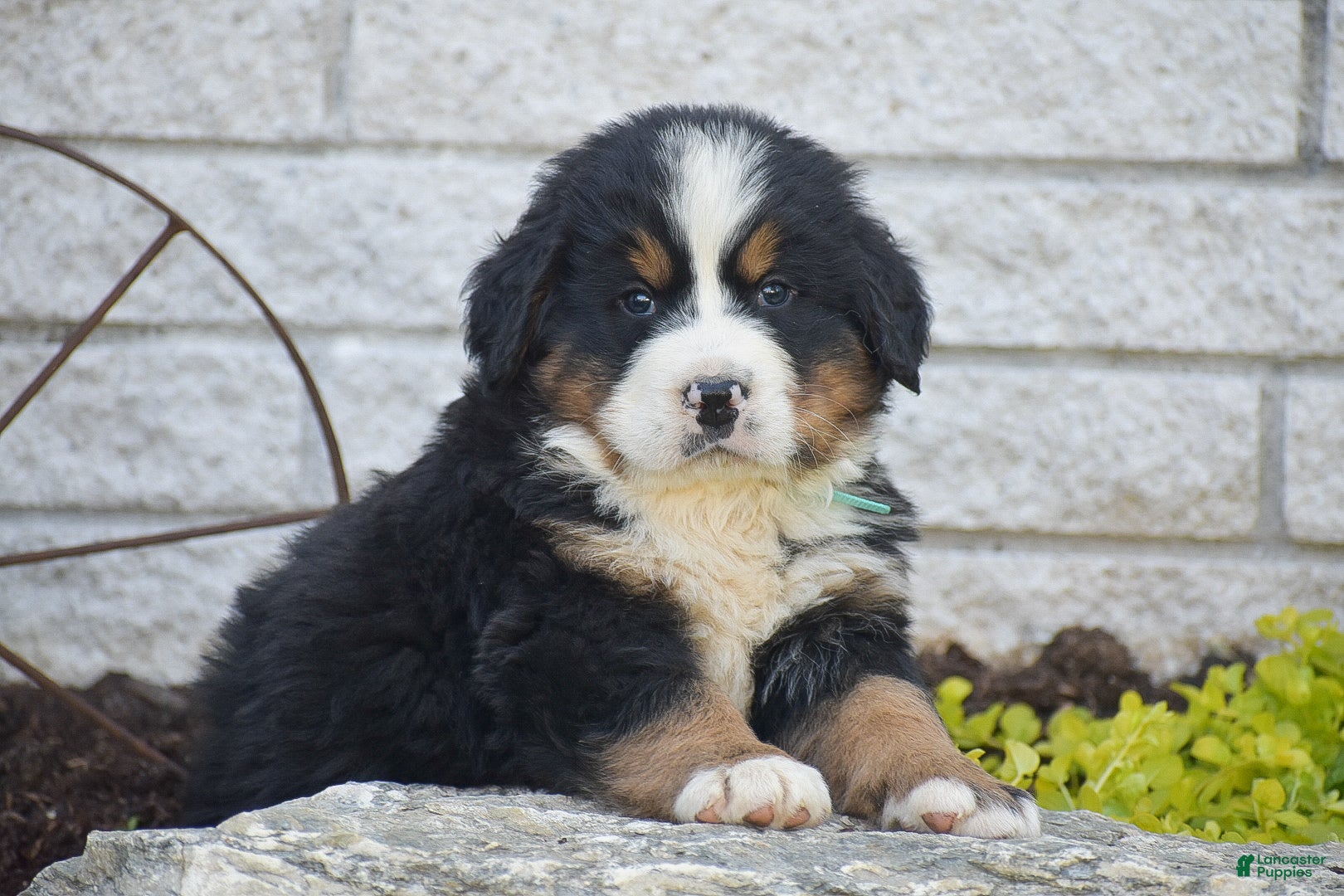 Bernese Mountain Dog dogs for sale: Sutton - Ad 2