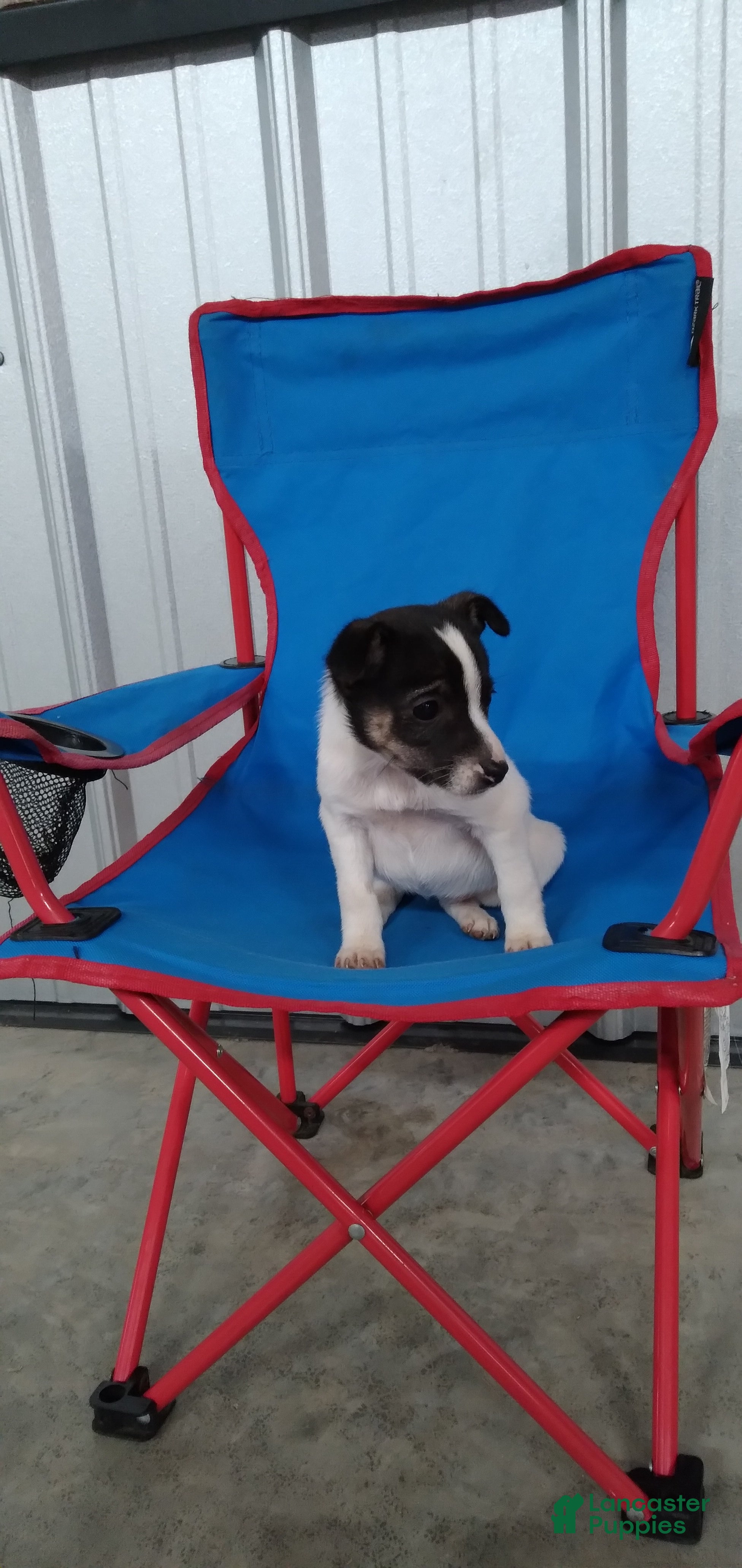 Jack Russell Terrier dogs Ella - Ad 1