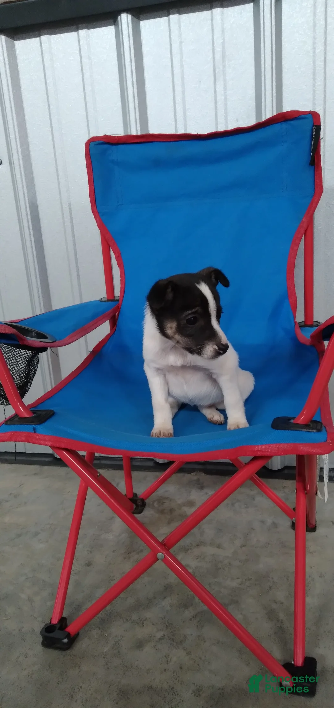 Jack Russell Terrier dogs for sale: Ella - Ad 1