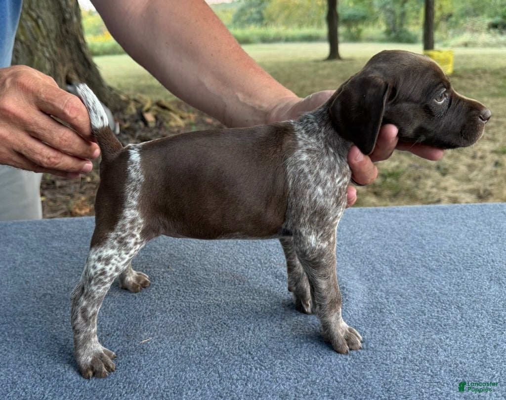 German Shorthaired Pointer dogs Girl 2 - Ad 1