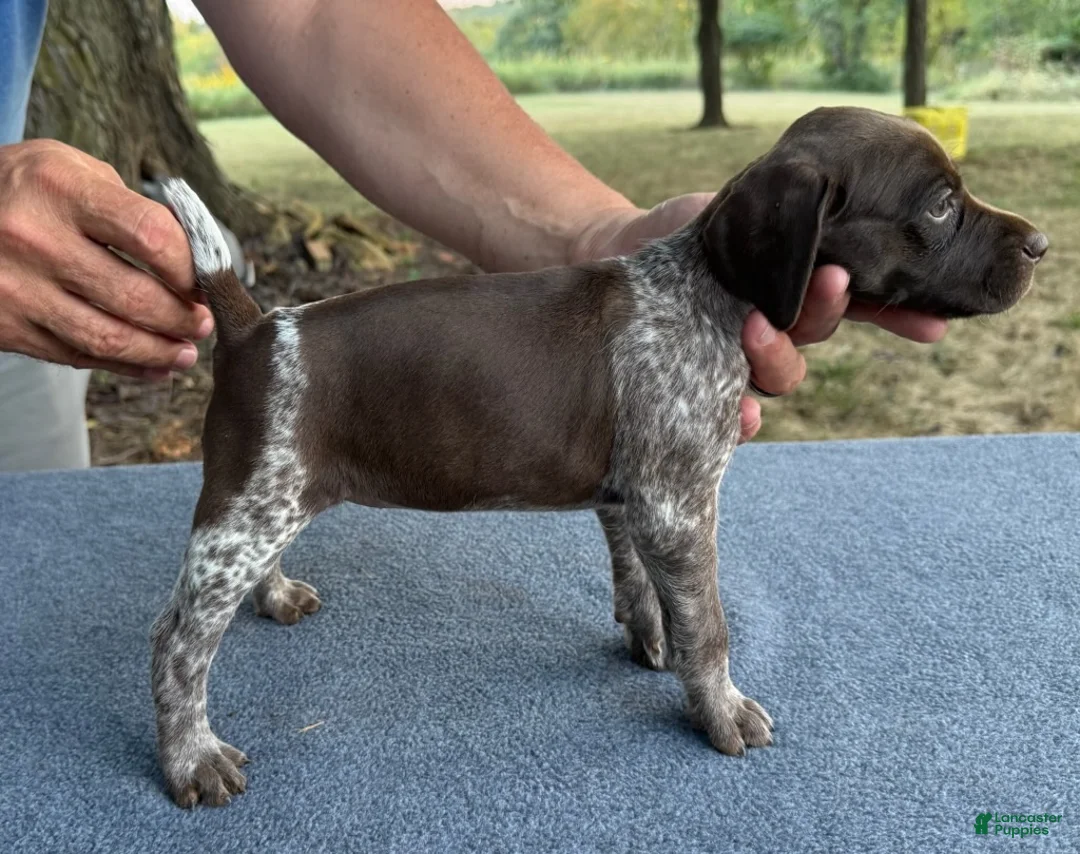 German Shorthaired Pointer dogs for sale: Girl 2 - Ad 1