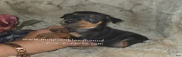 Miniature Pinscher dogs for sale: Mona black and rust  - Ad 5
