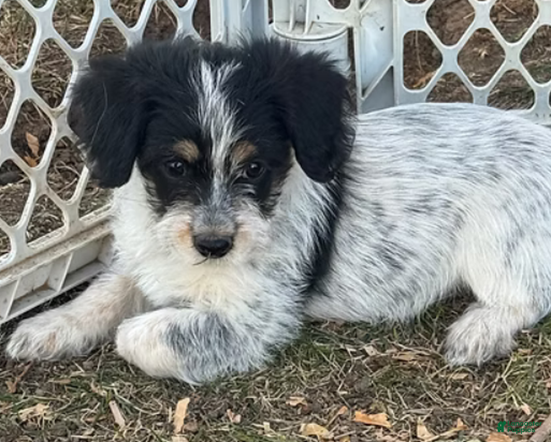 Corgipoo dogs for sale: Daisy - Ad 6