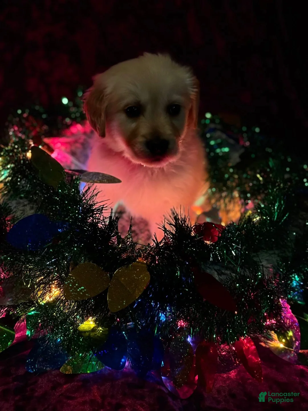 Golden Retriever dogs for sale: Teal - Ad 5