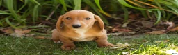 Miniature Dachshund dogs for sale: Baxter  - Ad 3