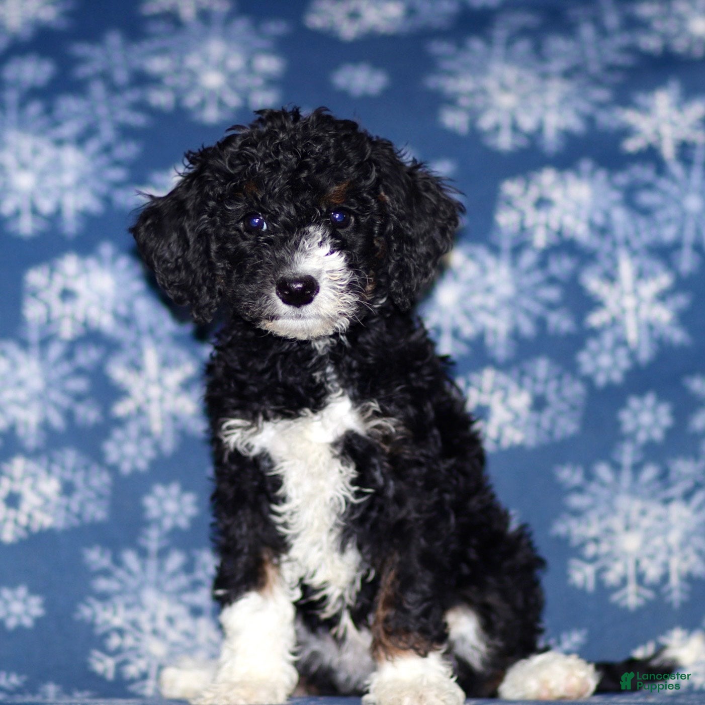 Sheepadoodle dogs Kelly - Ad 1