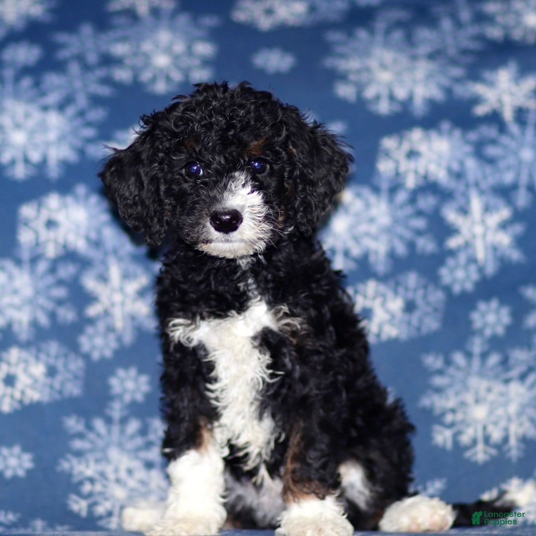 Sheepadoodle dogs for sale: Kelly - Ad 1