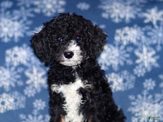 Sheepadoodle dogs Kelly - Ad 4