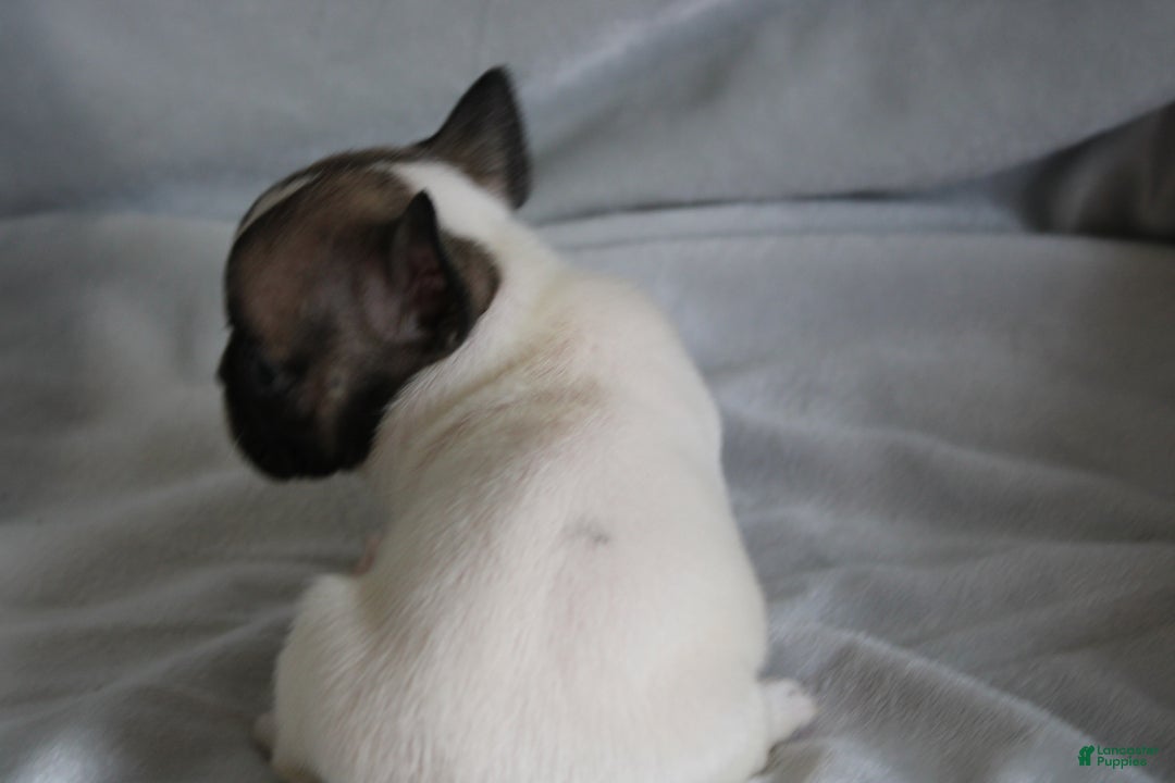 French Bulldog dogs for sale: HAZEL - Ad 3