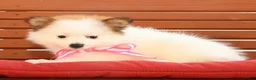 Pomeranian dogs for sale: Sadie - Ad 4