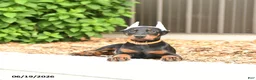 Doberman Pinscher dogs for sale: Diamond - Ad 5