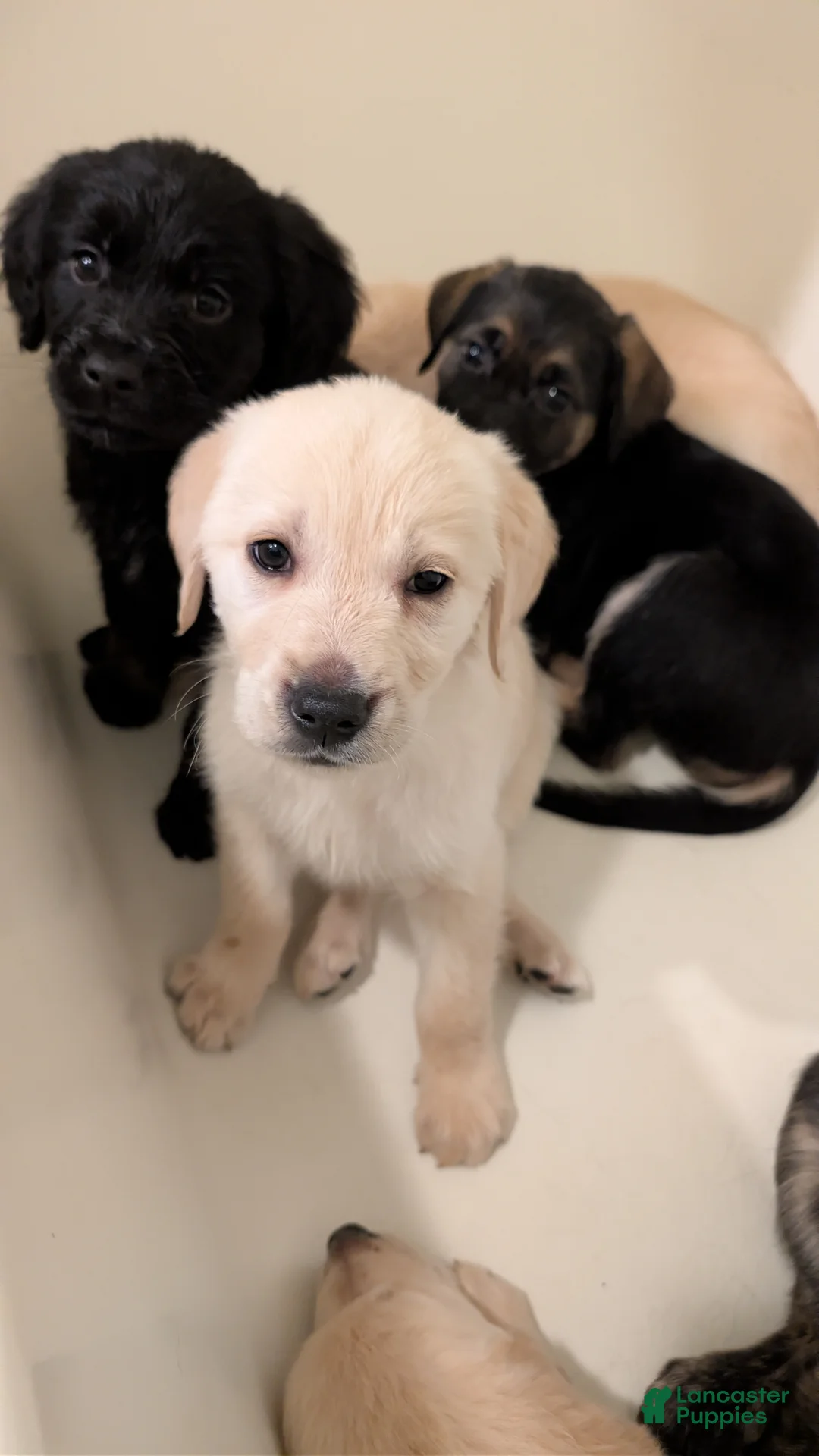 Mixed Breed dogs for sale: Mixed Breed Puppy 3 - Ad 2