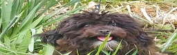 Maltipoo dogs for sale: Mini --- Maltipoo, in home raised, non-shedding - Ad 6