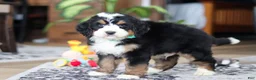 Bernedoodle dogs for sale: Bennet - Ad 6