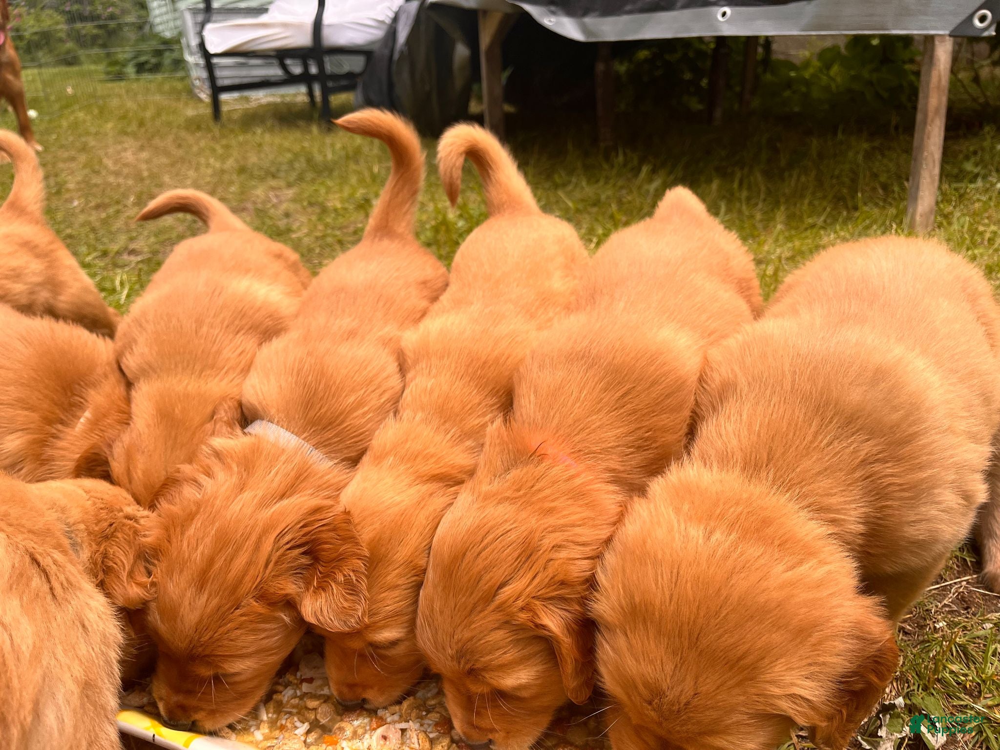 Golden Retriever dogs Golden Retriever 10 - Marina - Ad 2