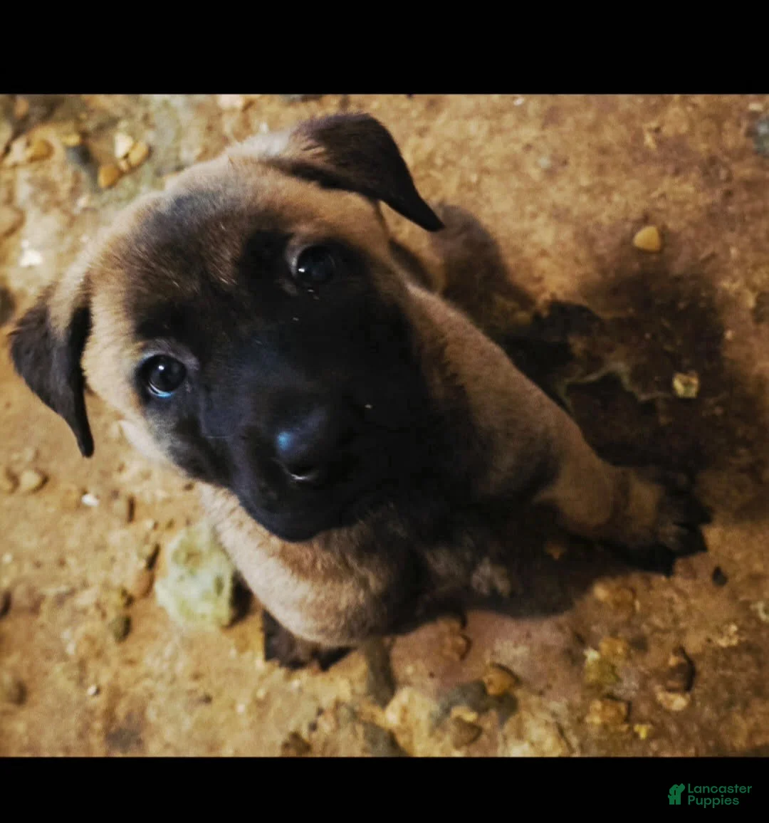 Belgian Malinois dogs for sale: Girl 3 - Ad 1