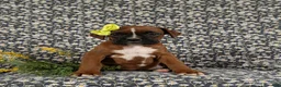 Boxer dogs for sale: Raven - Ad 1
