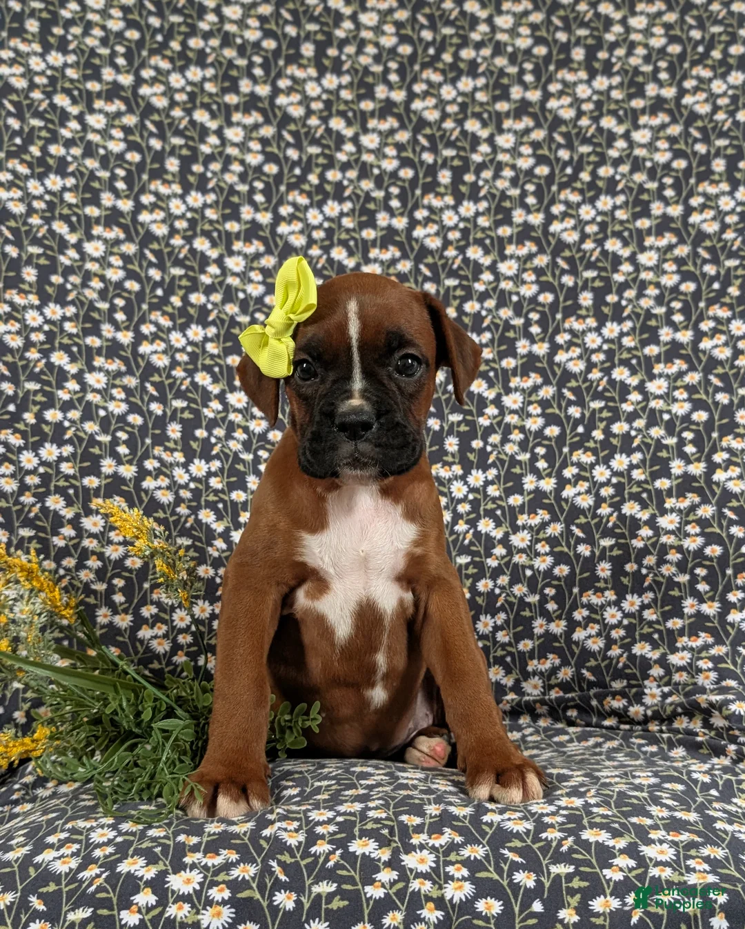 Boxer dogs for sale: Raven - Ad 1