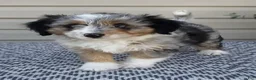 Mini Aussiedoodle dogs for sale: Lily - Ad 5