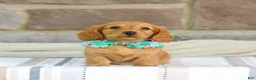 Miniature Dachshund dogs for sale: Opal - Ad 2